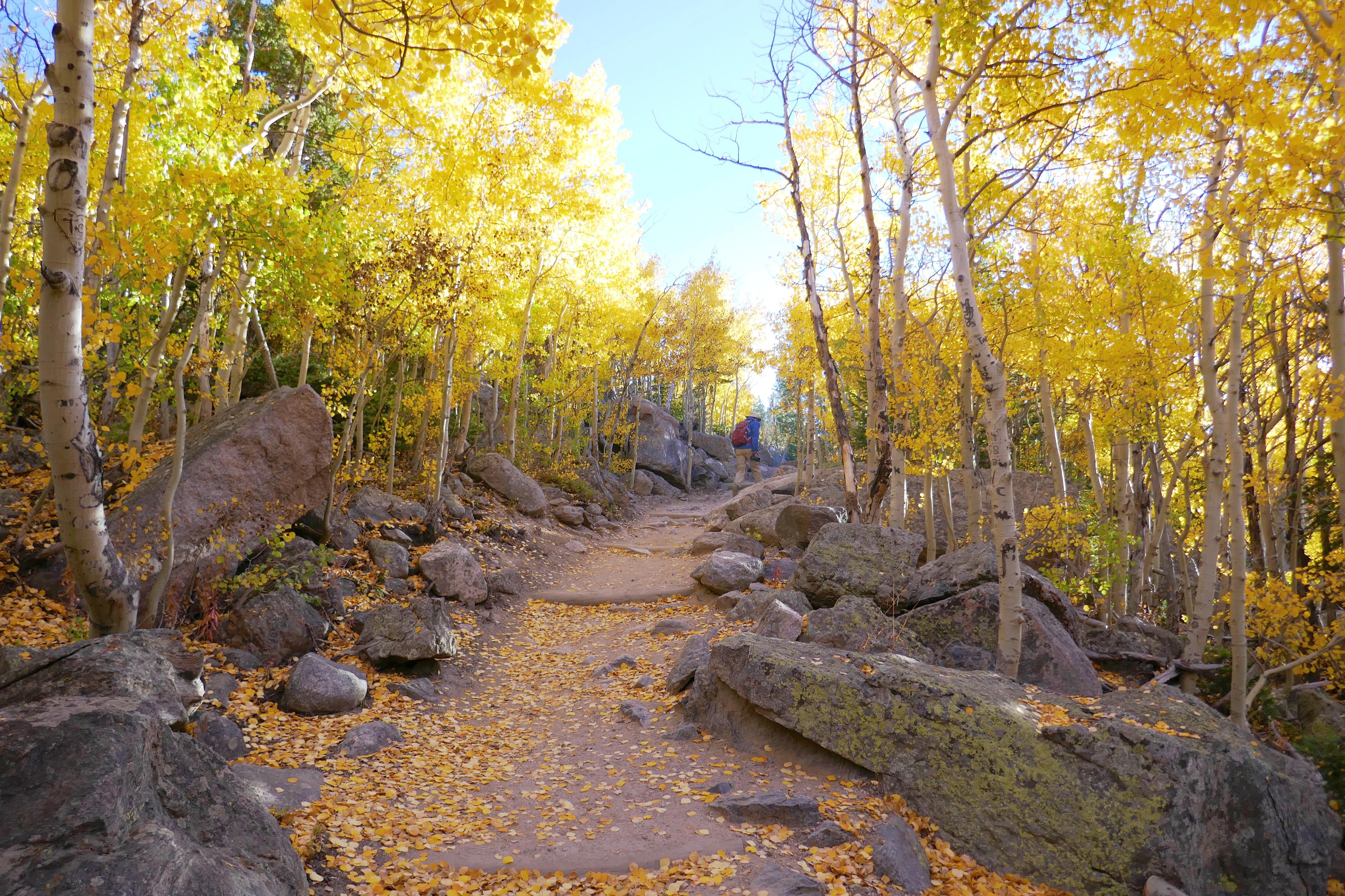 A person is hiking up a trail lined with aspen trees, leaves have turned from green to gold