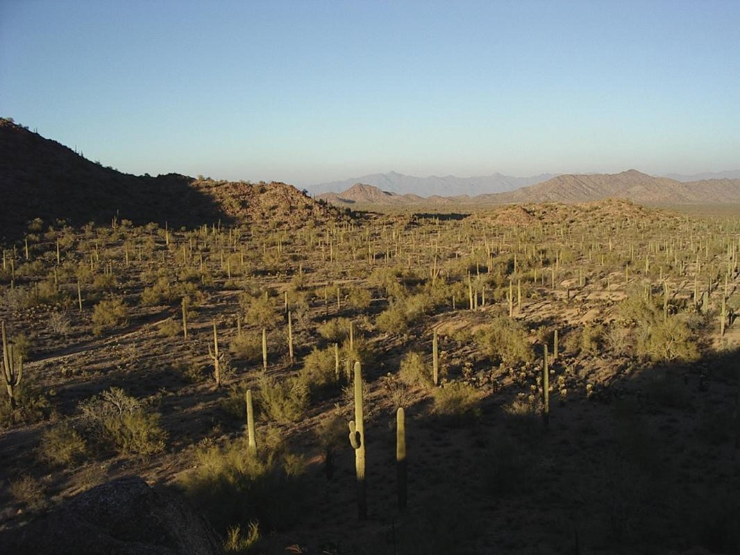 A forest of tall, multi-armed Saguaro cacti stretches out towards the horizon.