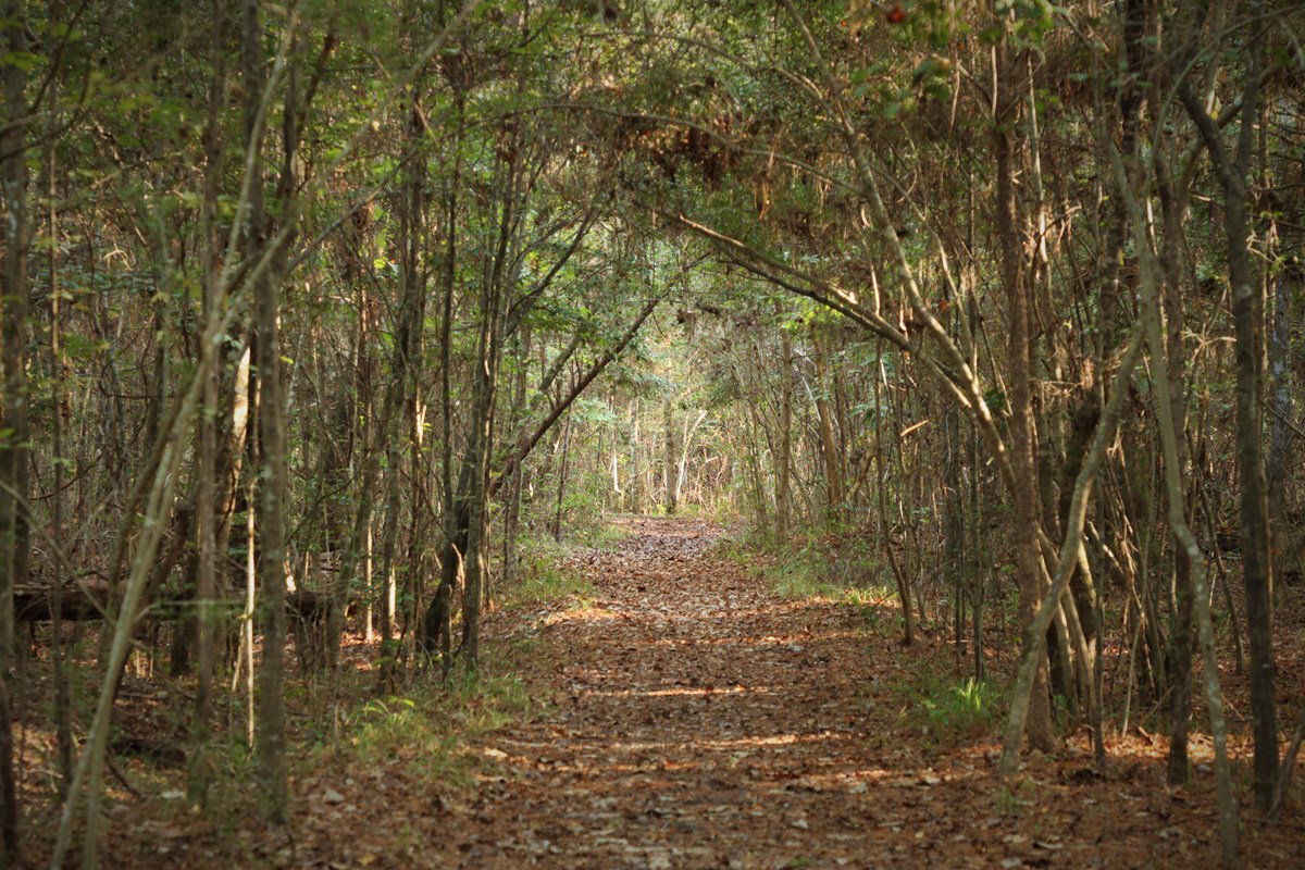 A leaf-covered trail leading through a tree tunnel of dense green vegetation.