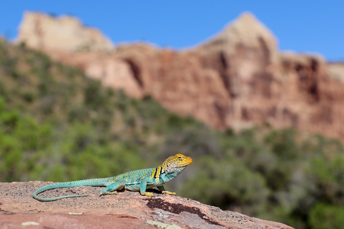 lizard with turquoise body and yellow head lounges on sandstone with canyon cliffs in distance