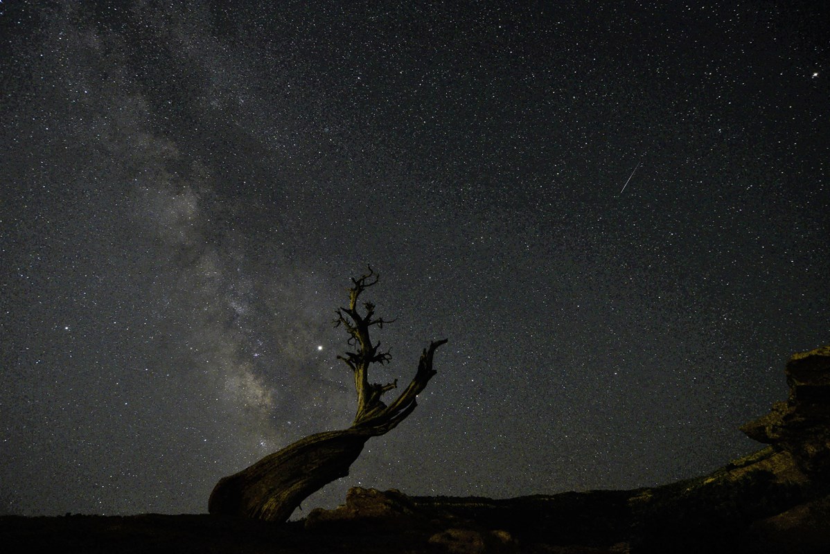 Silhouette of twisted juniper tree as starry clusters of Milky Way rise vertically in dark night sky