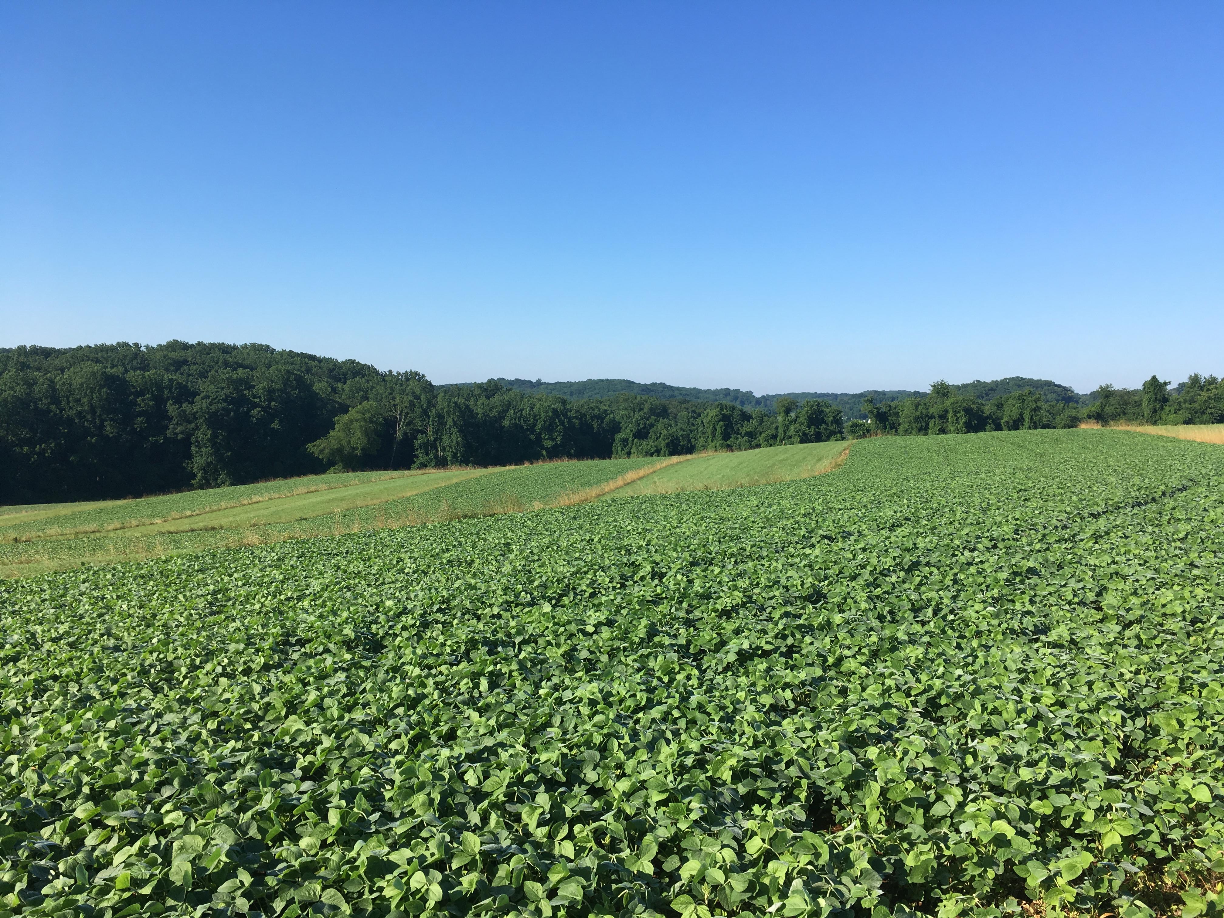 Rolling agricultural hills on a bright sunny day.