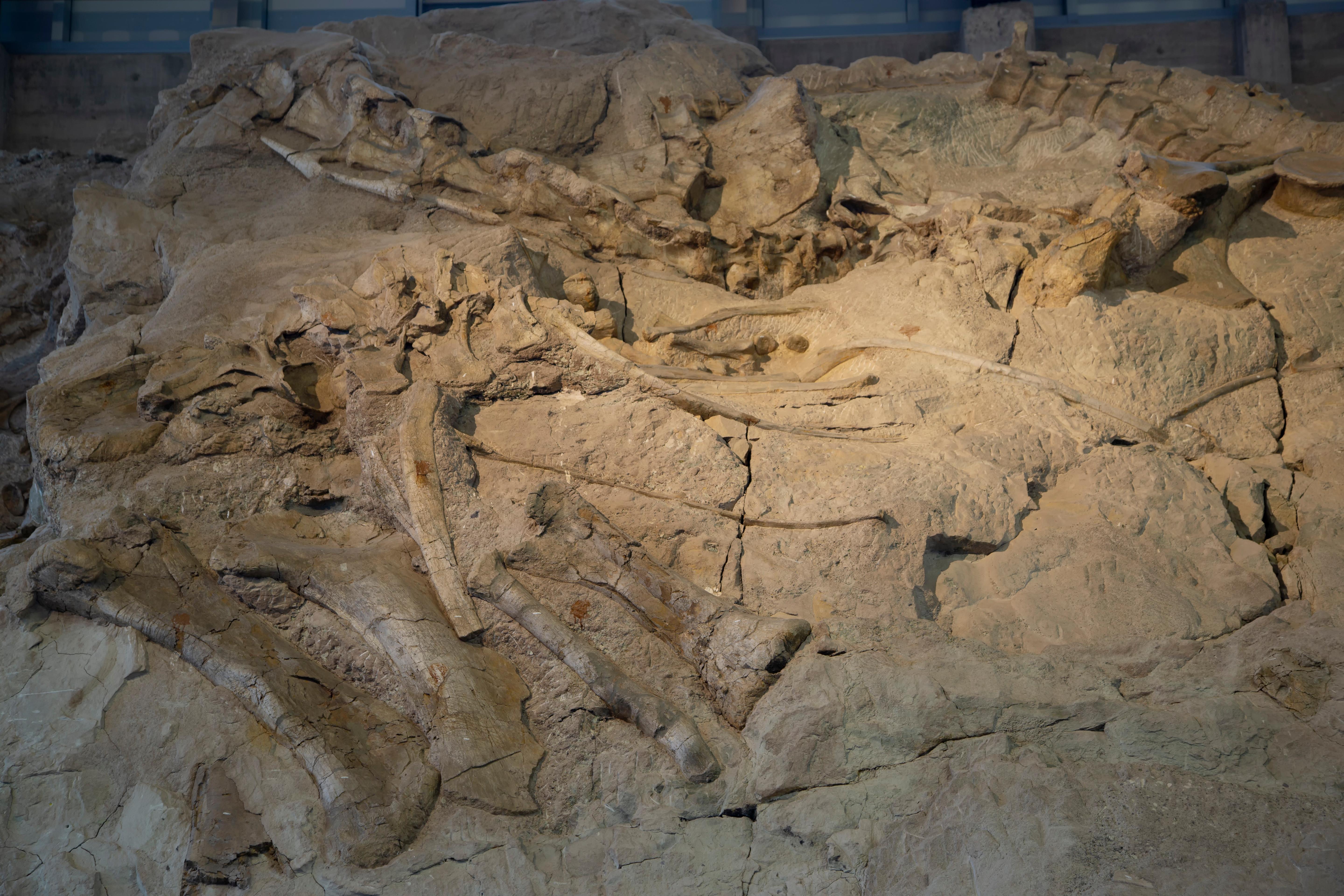 Large bones resembling legs, ribs and the vertebrae of a neck embed grayish brown rock.