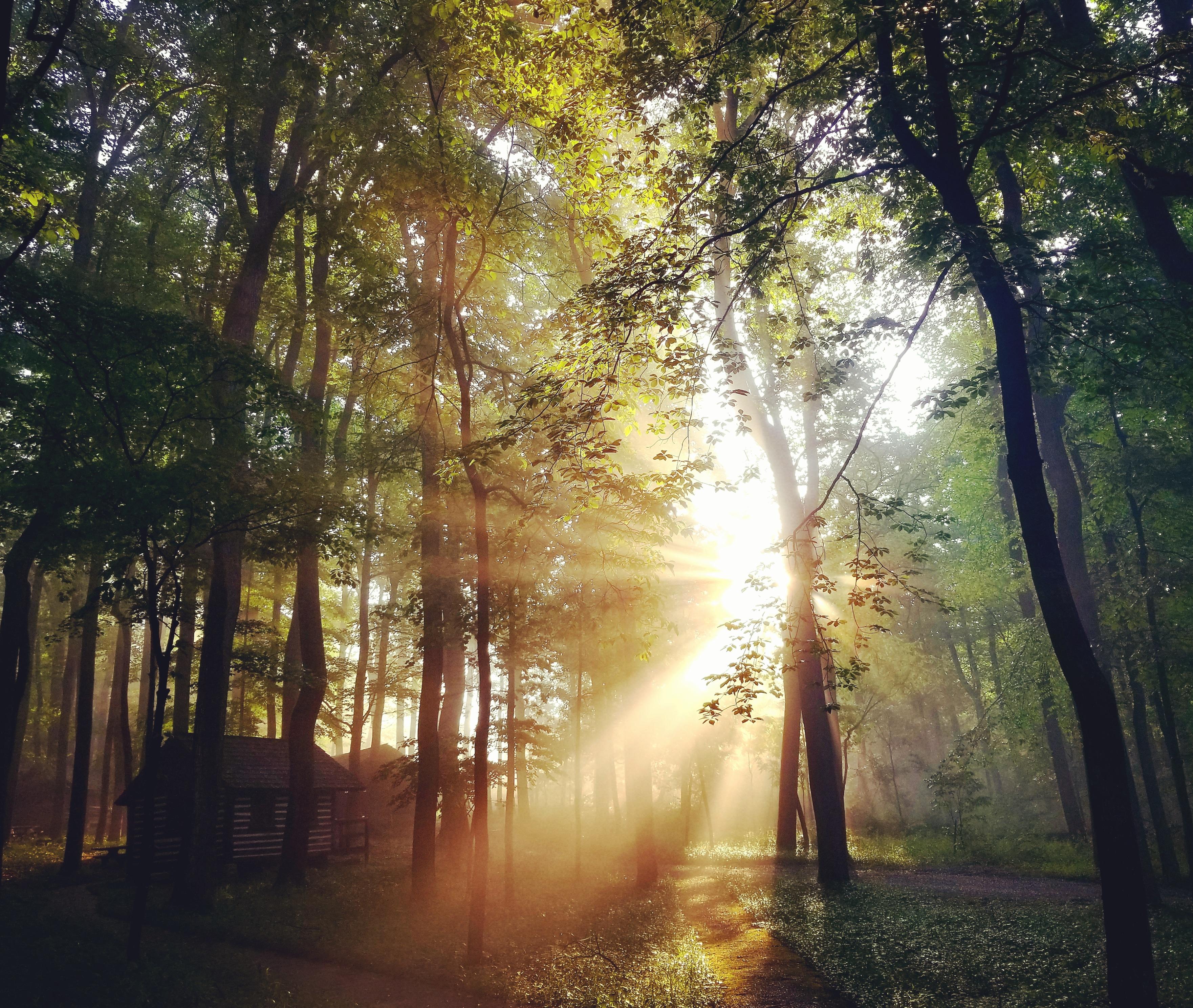 Multiple bright sun rays shining through a forest with log cabins.