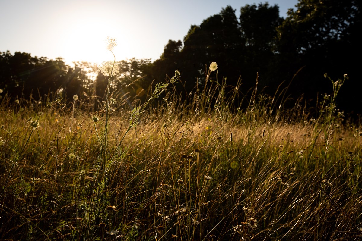 Photo of sun setting over the golden grass the battlefield. 