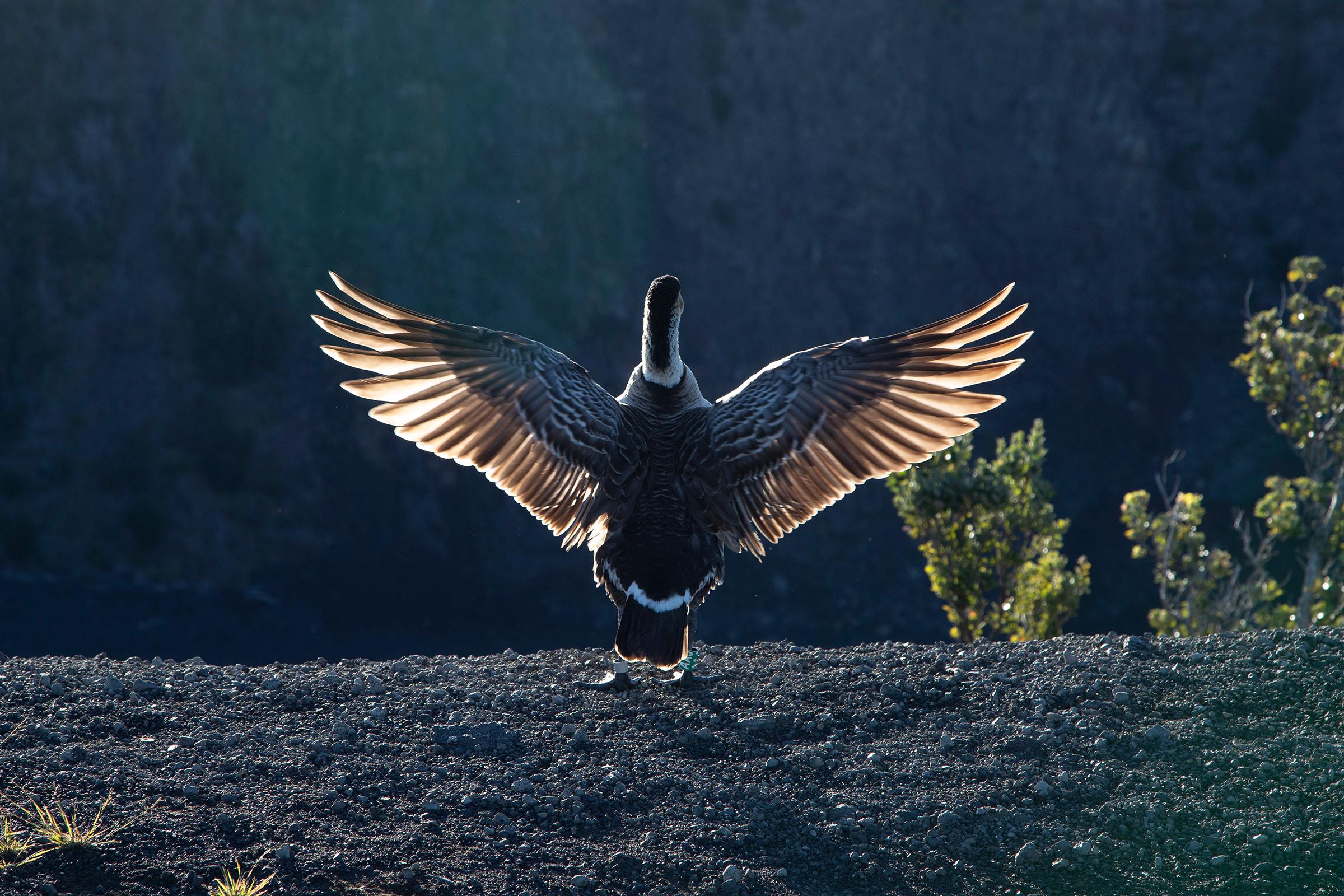 Nēnē spreading winds on edge of a crater