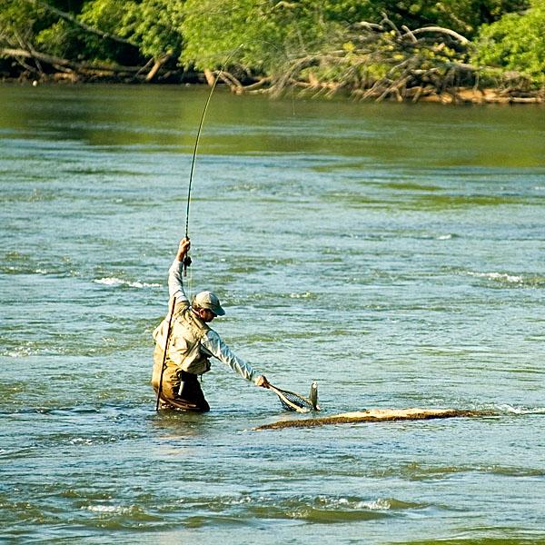 Angler in waders landing a fish using a landing net.