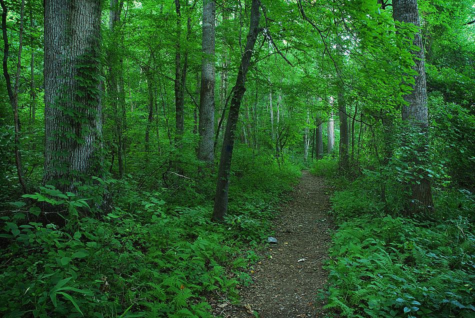 Trail heading off under a canopy of trees.