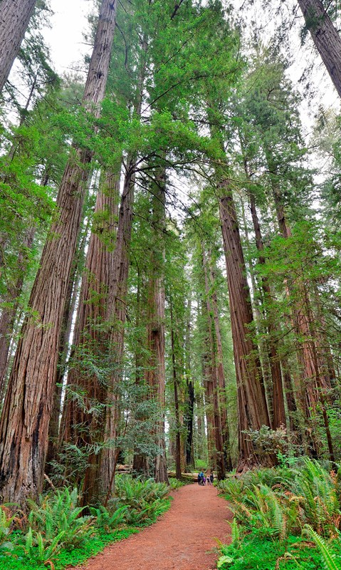 A trail meanders into a  grove of tall trees. A family is seen  at the far end of the trail.