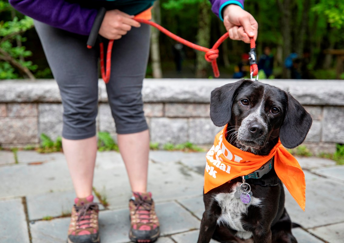 A small black-and-white dog with floppy ears wears an orange bandana around its neck. A person stand