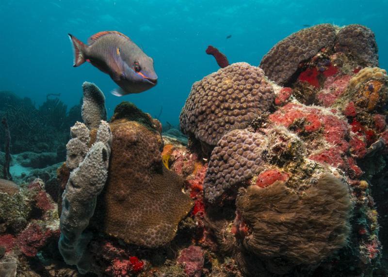 Parrot Fish posing for the camera over several corals