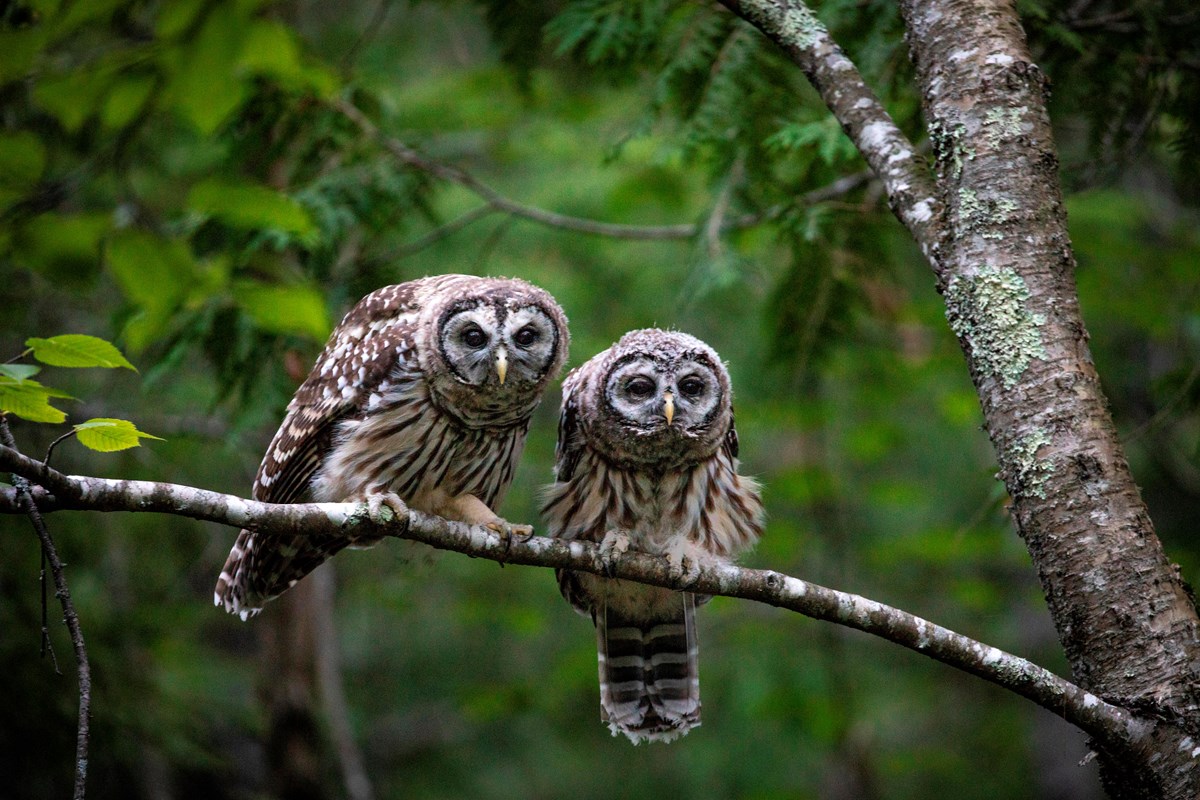Two small owls with giant eyes are perched next to each other on a tree branch in a dense forest.