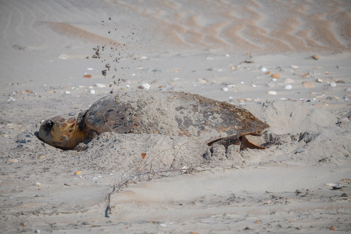 A sand covered turtles flings sand on the beach while laying eggs. 