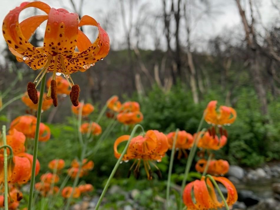 Orange flowers with small black circles along a creek.