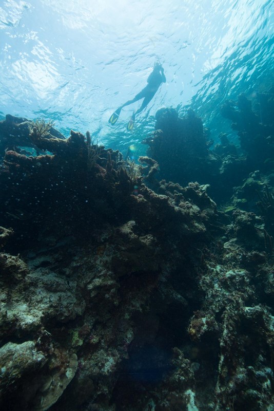 Photograph of snorkeler among the coral reefs at Buck Island