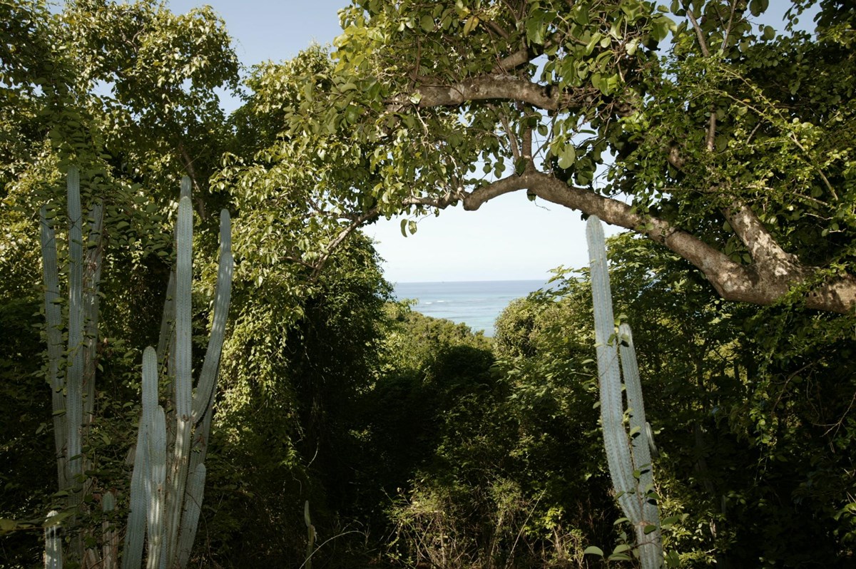 Photograph of the trees and vegetation along the hiking trail on Buck Island