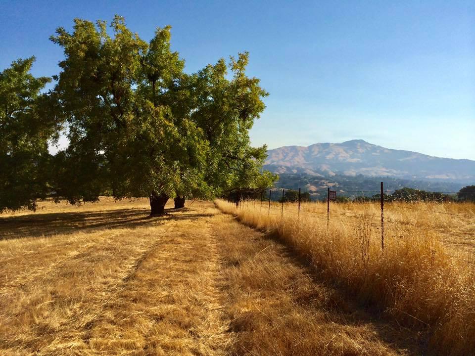 A tree is seen sitting against a small mountain background. A fence runs along the right side.