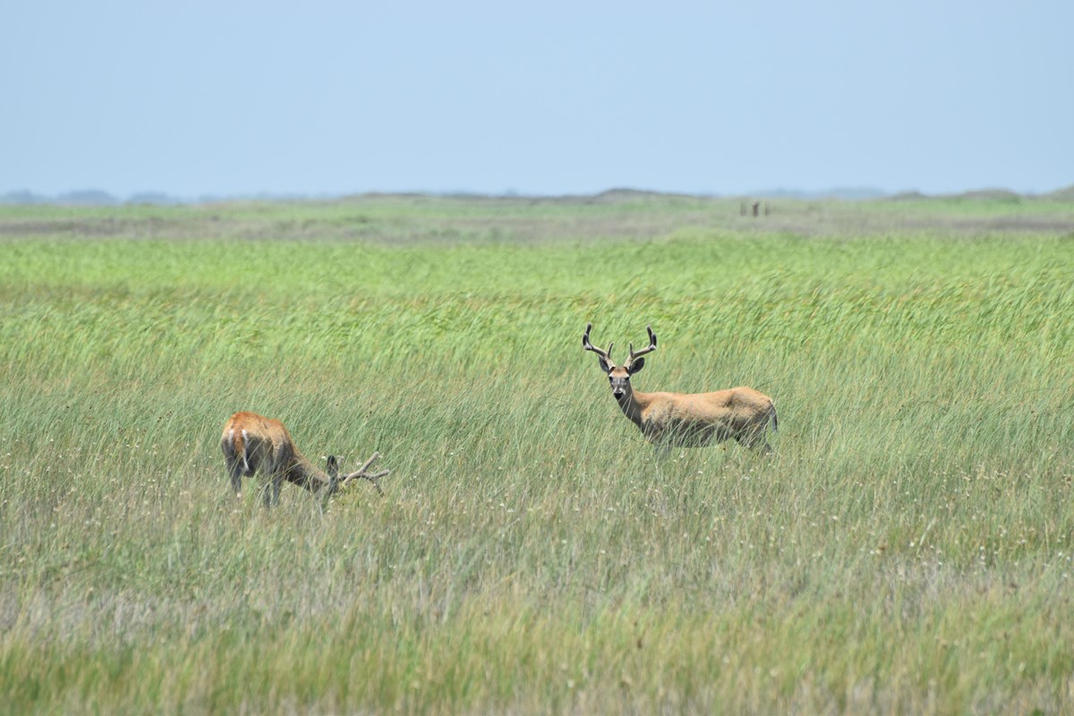 Two deer feed on grass. Their antlers have velvet on them. 