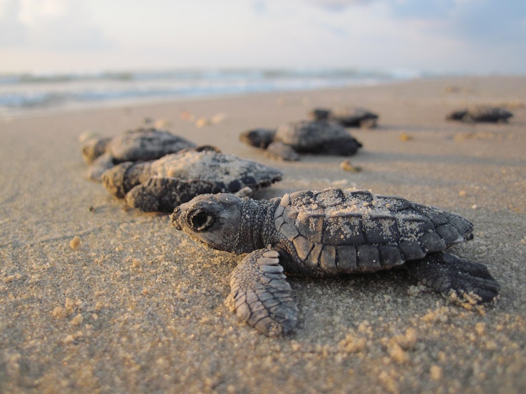 Several sea turtle hatchlings crawl on the sand towards the Gulf of Mexico. 
