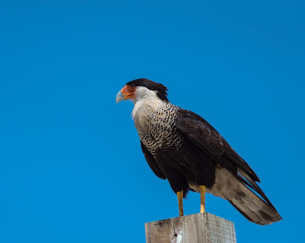 A hawk like bird with an orange beak stands on a fence post. 