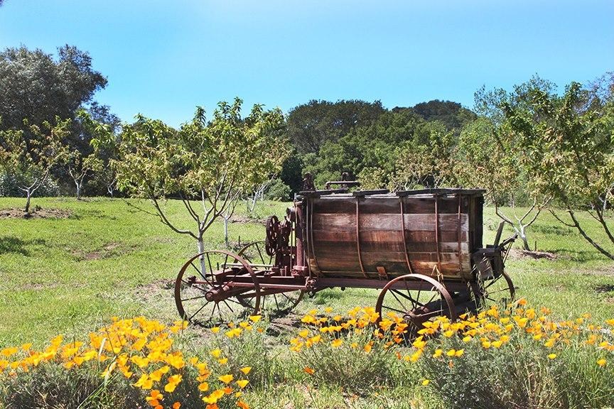A old copper sprayer sits against a tree-line background. 
