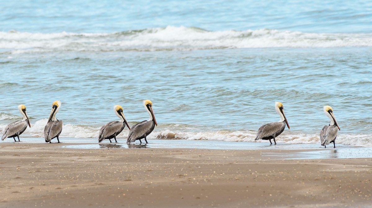 Several brown pelicans stand on the sand next to the edge of the sea. 