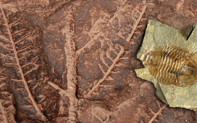 zion national park fossils