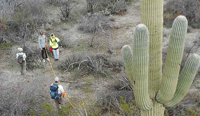 Students measuring the height of a saguaro using a clinometer