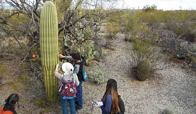 Students measuring a saguaro