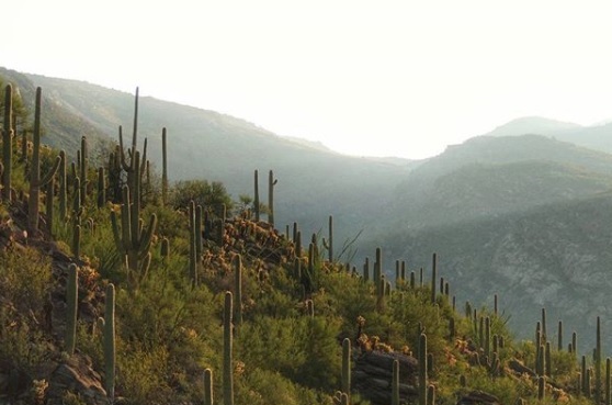 Saguaros and their nurse trees
