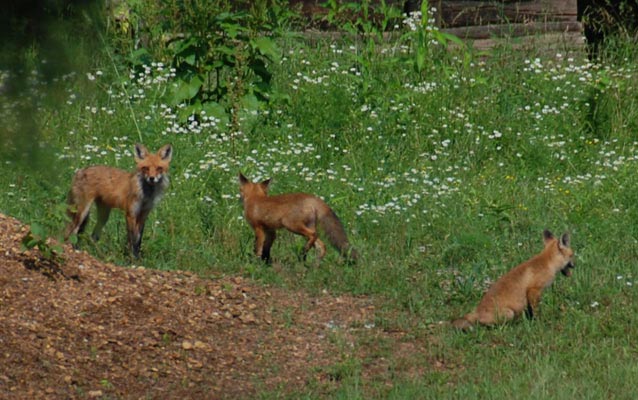 Foxes at play near the Living Historical Farm Foxes at play near the Living Historical Farm