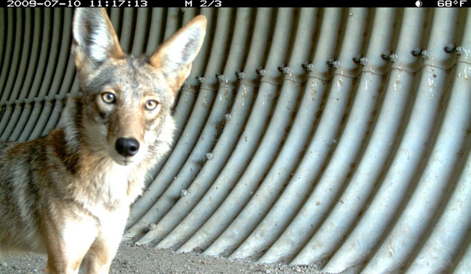 Remote sensing camera captures an image of a coyote.