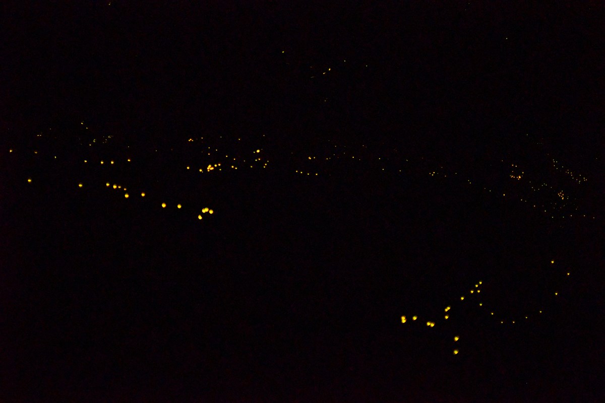 Synchronous fireflies at Elkmont in Gatlinburg! PopUpPortal