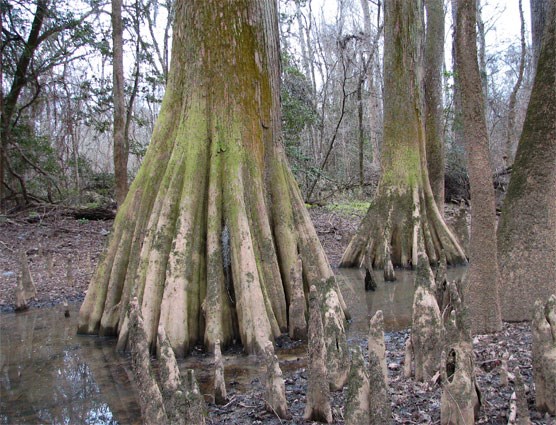 Cypress tree