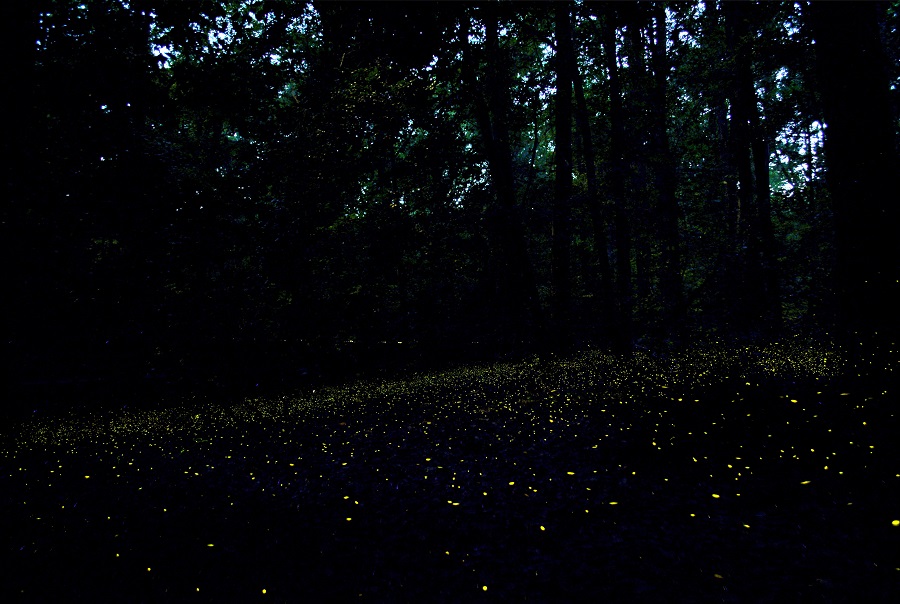 Fireflies blinking low along dark forest floor with twilight sky behind outline of trees.