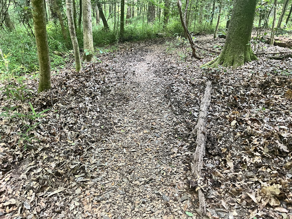 Soil and leaf litter tilled up by the rooting of hogs on the sides of park trail