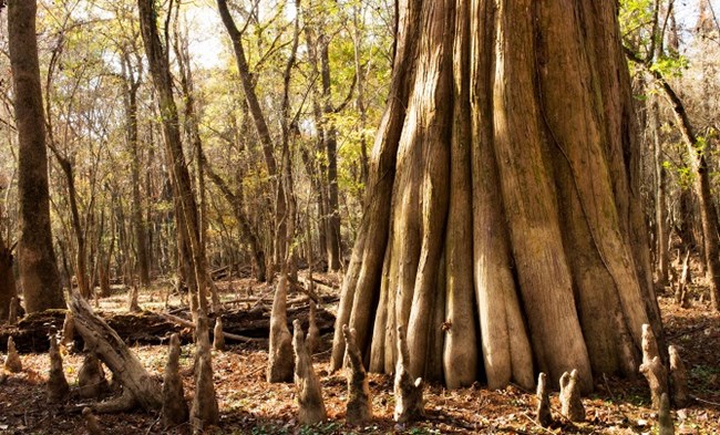 Large bald cypress tree, surrounded by knees (roots) in the Congaree wilderness.