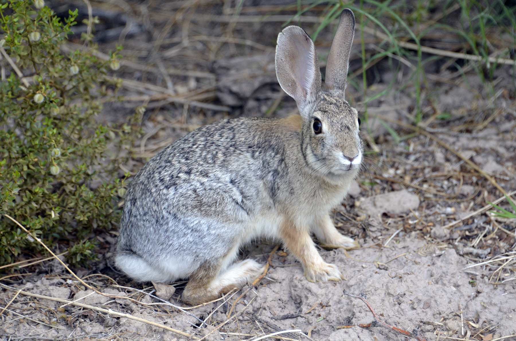 Desert Cottontail rabbit looking toward the viewer standing on dirt and plant to the left