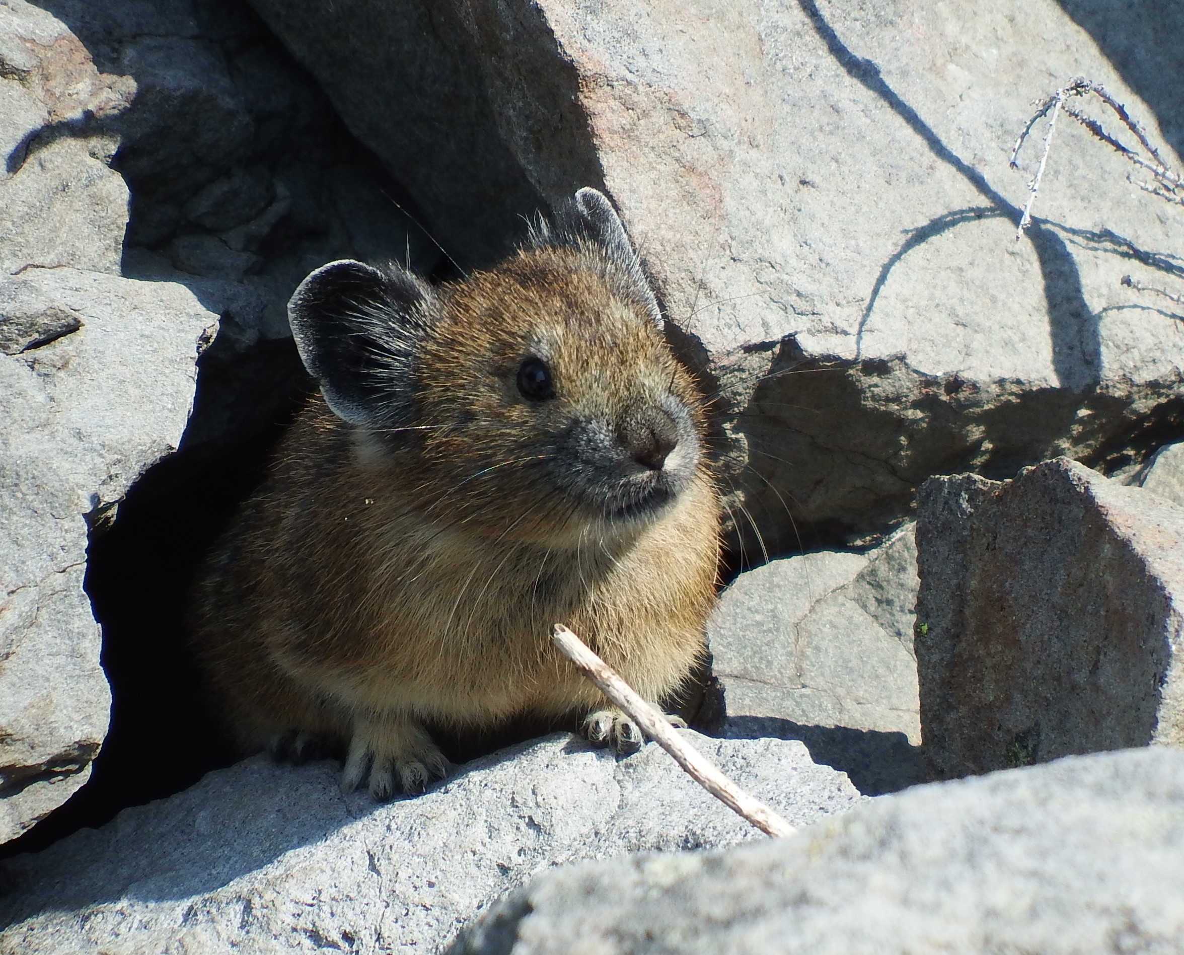 https://www.nps.gov/crla/learn/nature/images/Pika_CRLA_Janette-Perez-Jimenez_20170205_copy.jpg