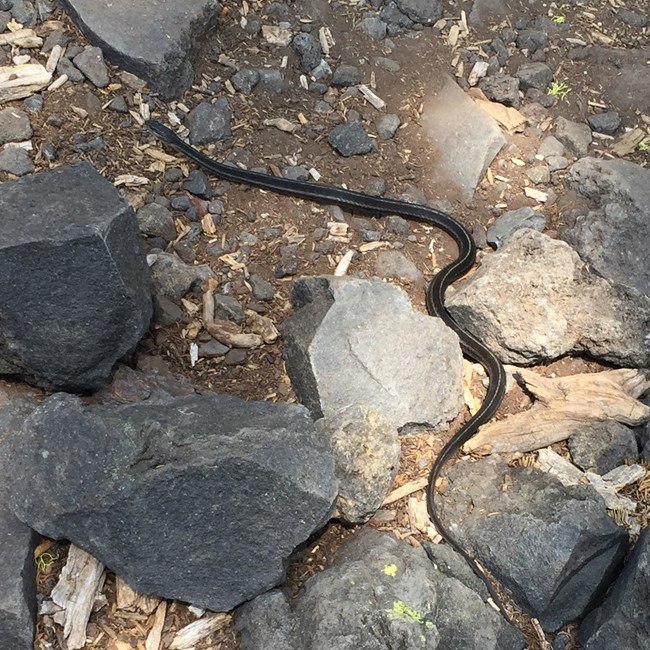 garter snake between large rocks