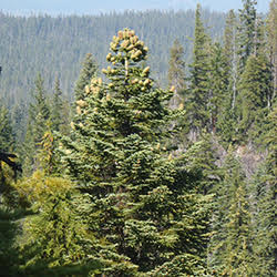 Red Pine Scale kills red pine trees at Acadia (U.S. National Park Service)