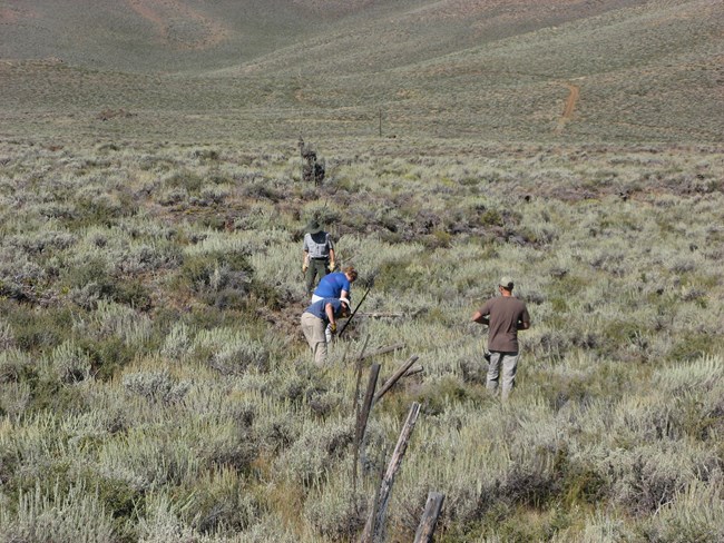 a group of park staff working to remove a barbed wire fence in an open sagebrush area