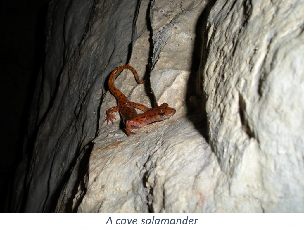 Red salamander crawling on a cave wall