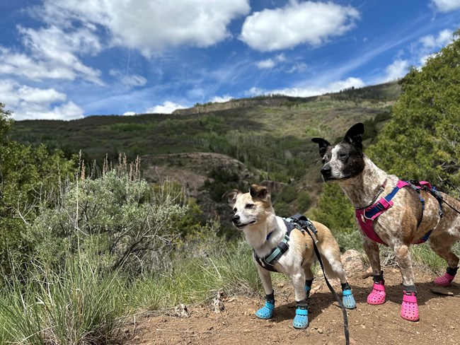 Two leashed dogs on a trail wearing colorful booties
