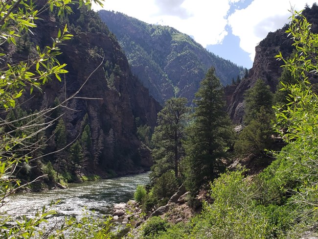 Conifers along Mesa Creek Trail Conifer and dedicuous trees line the shore of a narrow reservoir. Trees grow along the north-facing slopes of a steep canyon across the water.
