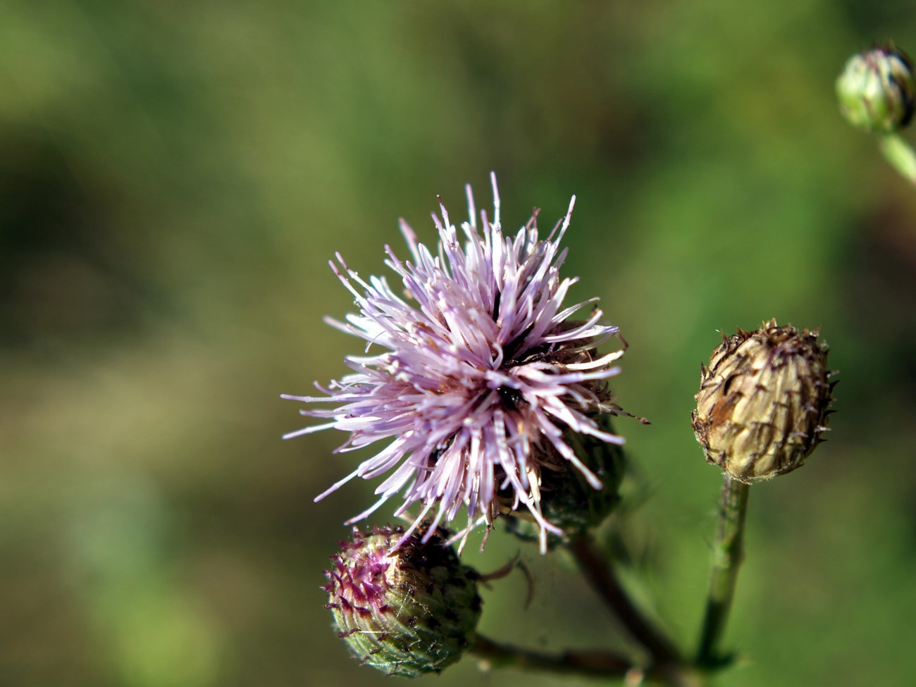 Canada thistle A fuzzy purple flower with several buds on a green stem. Green blurry background behind flower.