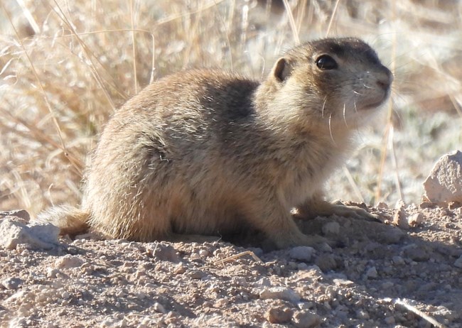 A small brown prairie dog sits on dirt