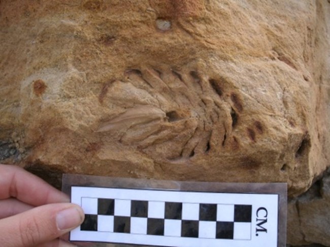 Early Cretaceous pinecone Pinecone impression on beige and light brown rock. A black and white scale is held underneath the pinecone.