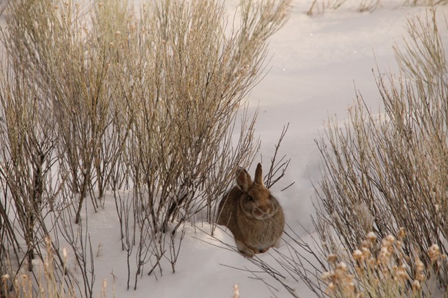 Small brown mountain cottontail rabbit sits in deep snow. Brownish yellow shrubs surround it.