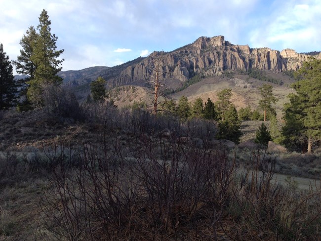 Ponderosa pine and other trees in front of a road. Tall pinnacles are in the background.